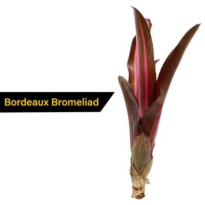 Show full view: ReptiFauna Assorted Bromeliad Reptile Plant, 6 count slide 7 of 8