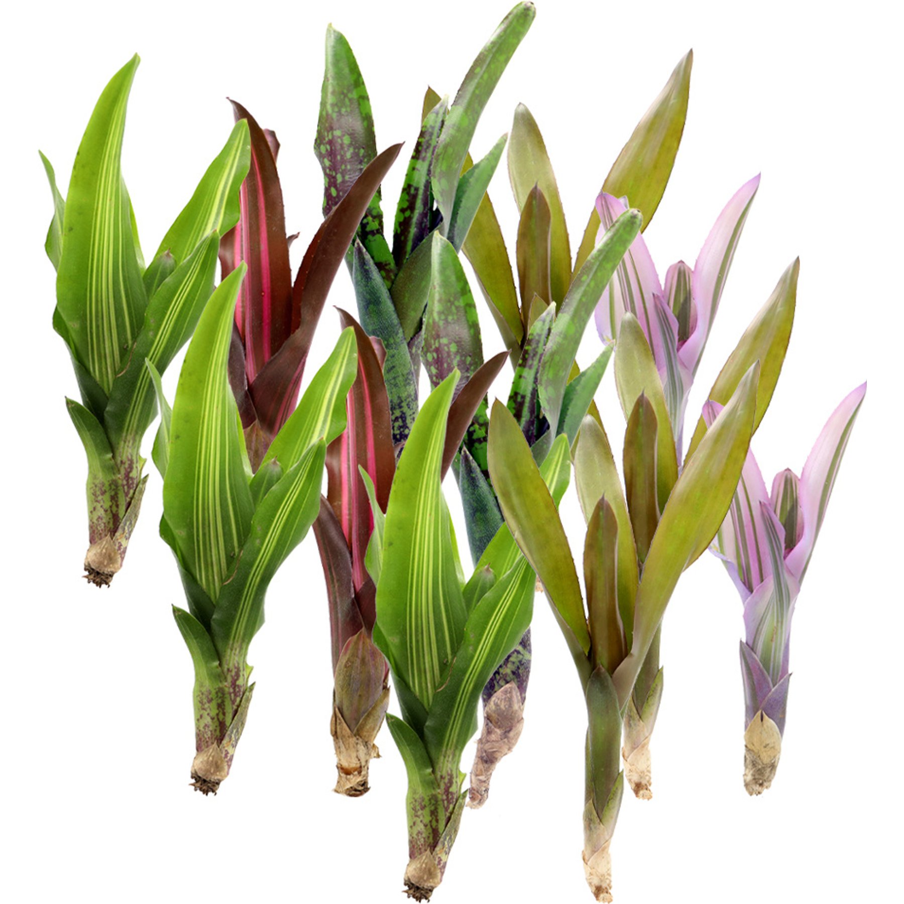 ReptiFauna Assorted Bromeliad Reptile Plant, 12 count