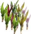 ReptiFauna Assorted Bromeliad Reptile Plant, 12 count