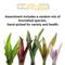 Show in main carousel: ReptiFauna Assorted Bromeliad Reptile Plant, 6 count slide 2 of 8