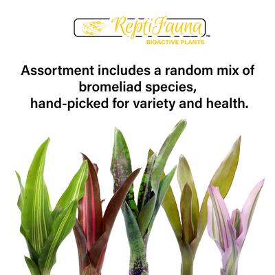 Show full view: ReptiFauna Assorted Bromeliad Reptile Plant, 6 count slide 2 of 8