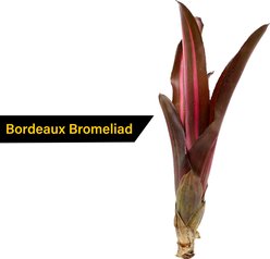 ReptiFauna Assorted Bromeliad Reptile Plant, 3 count slide 2 of 7