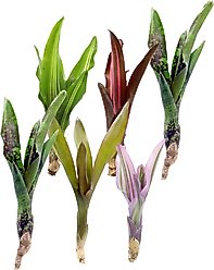 ReptiFauna Assorted Bromeliad Reptile Plant, 6 count