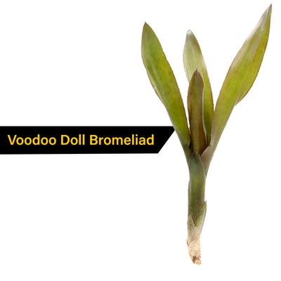 Show full view: ReptiFauna Assorted Bromeliad Reptile Plant, 3 count slide 5 of 8