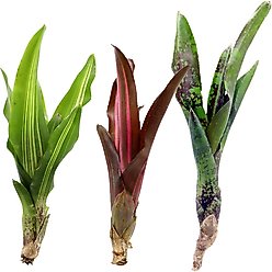 ReptiFauna Assorted Bromeliad Reptile Plant, 3 count