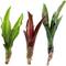 Show in main carousel: ReptiFauna Assorted Bromeliad Reptile Plant, 3 count slide 1 of 8