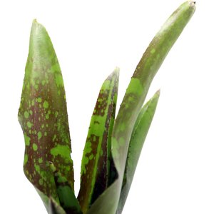 ReptiFauna Guacamole Bromeliad Reptile Plant, 3 count