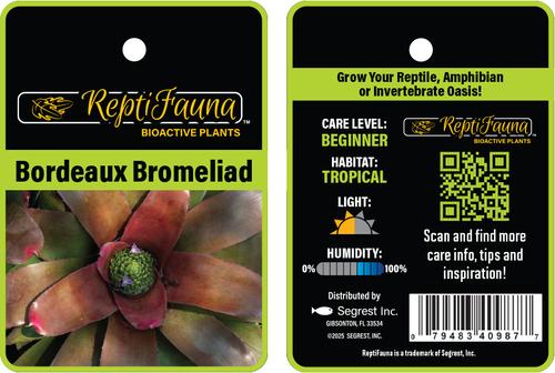 Show full view: ReptiFauna Bordeaux Bromeliad Reptile Plant, 3 count slide 6 of 7