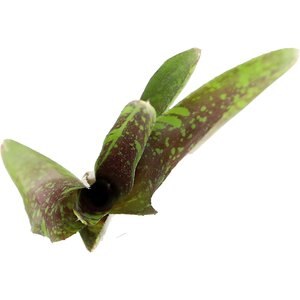 ReptiFauna Guacamole Bromeliad Reptile Plant, 3 count