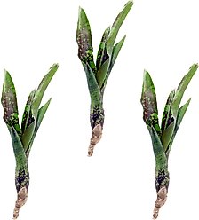 ReptiFauna Guacamole Bromeliad Reptile Plant, 3 count