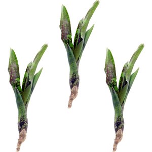 ReptiFauna Guacamole Bromeliad Reptile Plant, 3 count