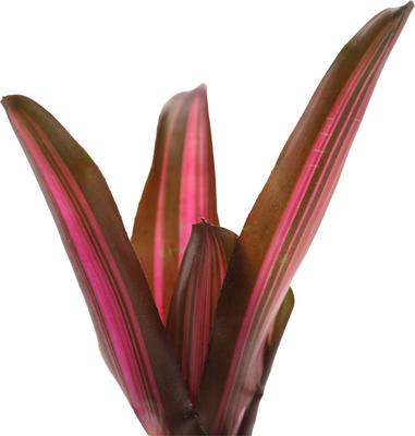 Show full view: ReptiFauna Bordeaux Bromeliad Reptile Plant, 3 count slide 5 of 7