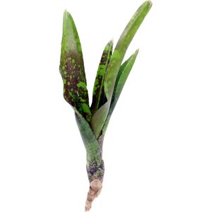 ReptiFauna Guacamole Bromeliad Reptile Plant, 3 count