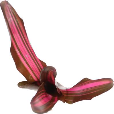 Show full view: ReptiFauna Bordeaux Bromeliad Reptile Plant, 3 count slide 4 of 7