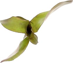 ReptiFauna Voodoo Doll Bromeliad Reptile Plant, 3 count slide 2 of 6