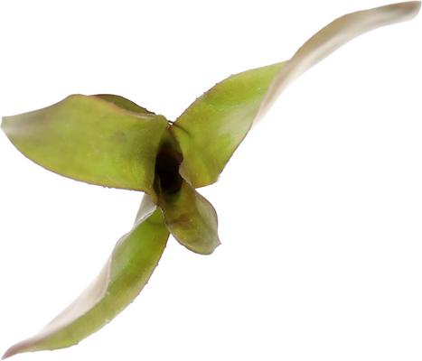 Show full view: ReptiFauna Voodoo Doll Bromeliad Reptile Plant, 3 count slide 4 of 7