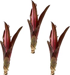 ReptiFauna Bordeaux Bromeliad Reptile Plant, 3 count