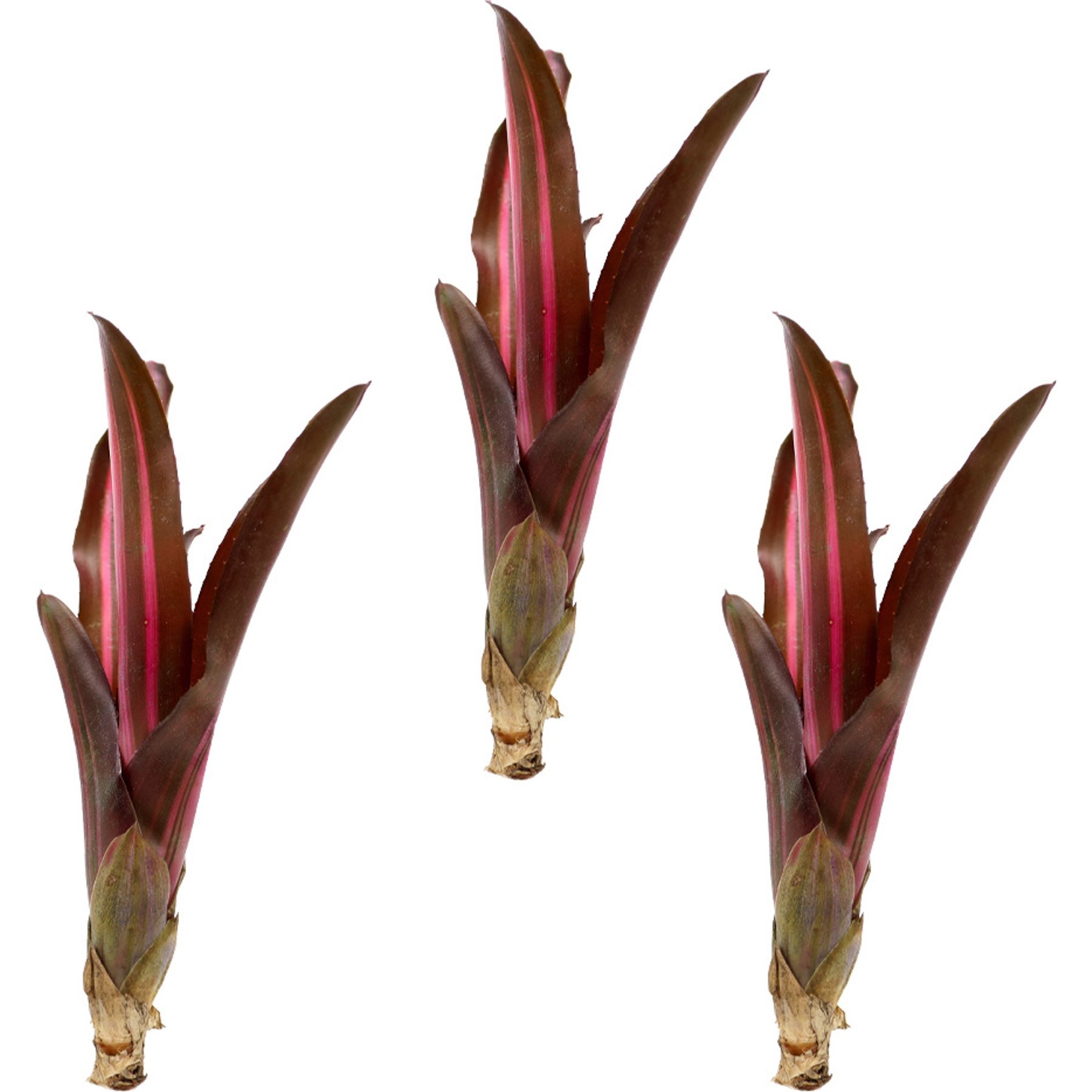 ReptiFauna Bordeaux Bromeliad Reptile Plant, 3 count