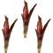 Show in main carousel: ReptiFauna Bordeaux Bromeliad Reptile Plant, 3 count slide 1 of 7