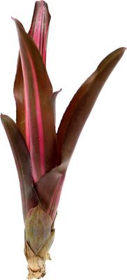 Show full view: ReptiFauna Bordeaux Bromeliad Reptile Plant, 3 count slide 3 of 7