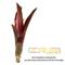 Show in main carousel: ReptiFauna Bordeaux Bromeliad Reptile Plant, 3 count slide 2 of 7
