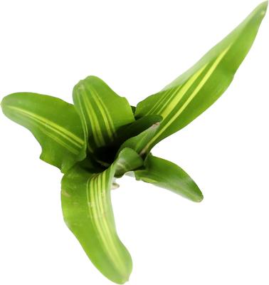 Show full view: ReptiFauna Broken Heart Bromeliad Reptile Plant, 3 count slide 4 of 6