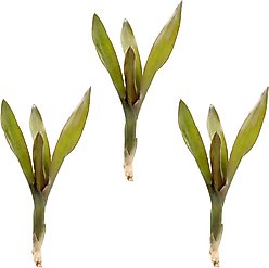 ReptiFauna Voodoo Doll Bromeliad Reptile Plant, 3 count