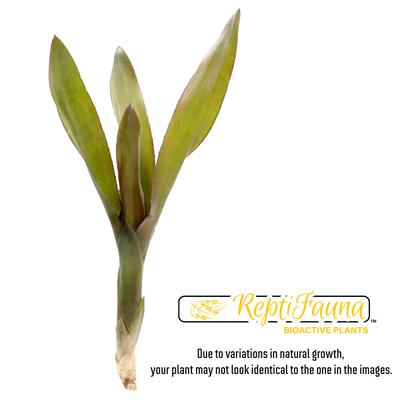 Show full view: ReptiFauna Voodoo Doll Bromeliad Reptile Plant, 3 count slide 2 of 7