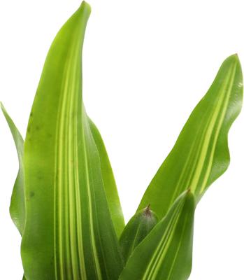 Show full view: ReptiFauna Broken Heart Bromeliad Reptile Plant, 3 count slide 5 of 6