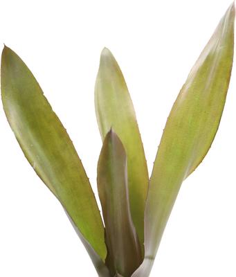 Show full view: ReptiFauna Voodoo Doll Bromeliad Reptile Plant, 3 count slide 5 of 7