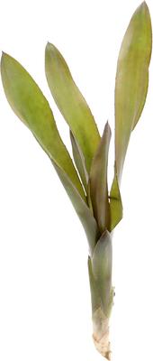 Show full view: ReptiFauna Voodoo Doll Bromeliad Reptile Plant, 3 count slide 3 of 7