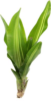 Show full view: ReptiFauna Broken Heart Bromeliad Reptile Plant, 3 count slide 3 of 6