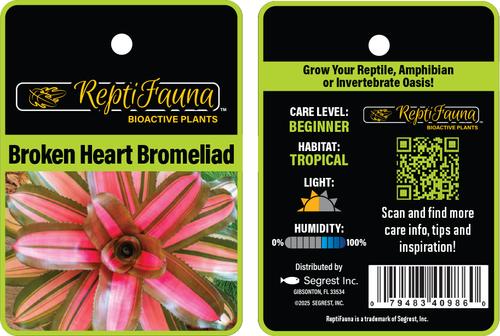 Show full view: ReptiFauna Broken Heart Bromeliad Reptile Plant, 3 count slide 6 of 6