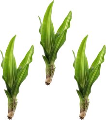 ReptiFauna Broken Heart Bromeliad Reptile Plant, 3 count