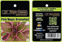 ReptiFauna Pink Magic Bromeliad Reptile Plant, 3 count slide 2 of 6