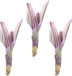 ReptiFauna Pink Magic Bromeliad Reptile Plant, 3 count