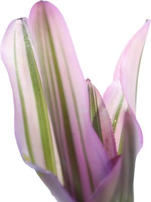 Show full view: ReptiFauna Pink Magic Bromeliad Reptile Plant, 3 count slide 5 of 7