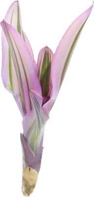 Show full view: ReptiFauna Pink Magic Bromeliad Reptile Plant, 3 count slide 3 of 7