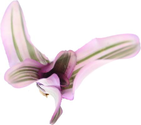 Show full view: ReptiFauna Pink Magic Bromeliad Reptile Plant, 3 count slide 4 of 7