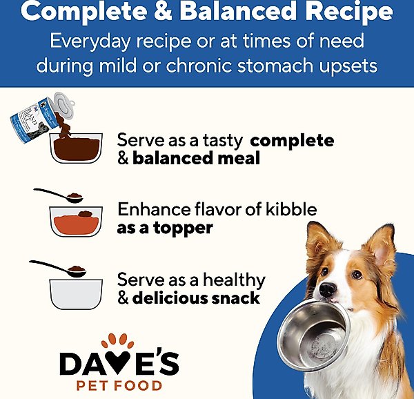 Upset Stomach What Are The Best Foods To Feed Your Dog DAVE'S PET