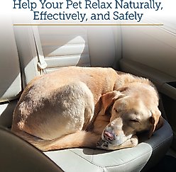 Rx Vitamins NutriCalm Liquid Calming Supplement for Cats & Dogs, 4-fl oz bottle slide 2 of 6