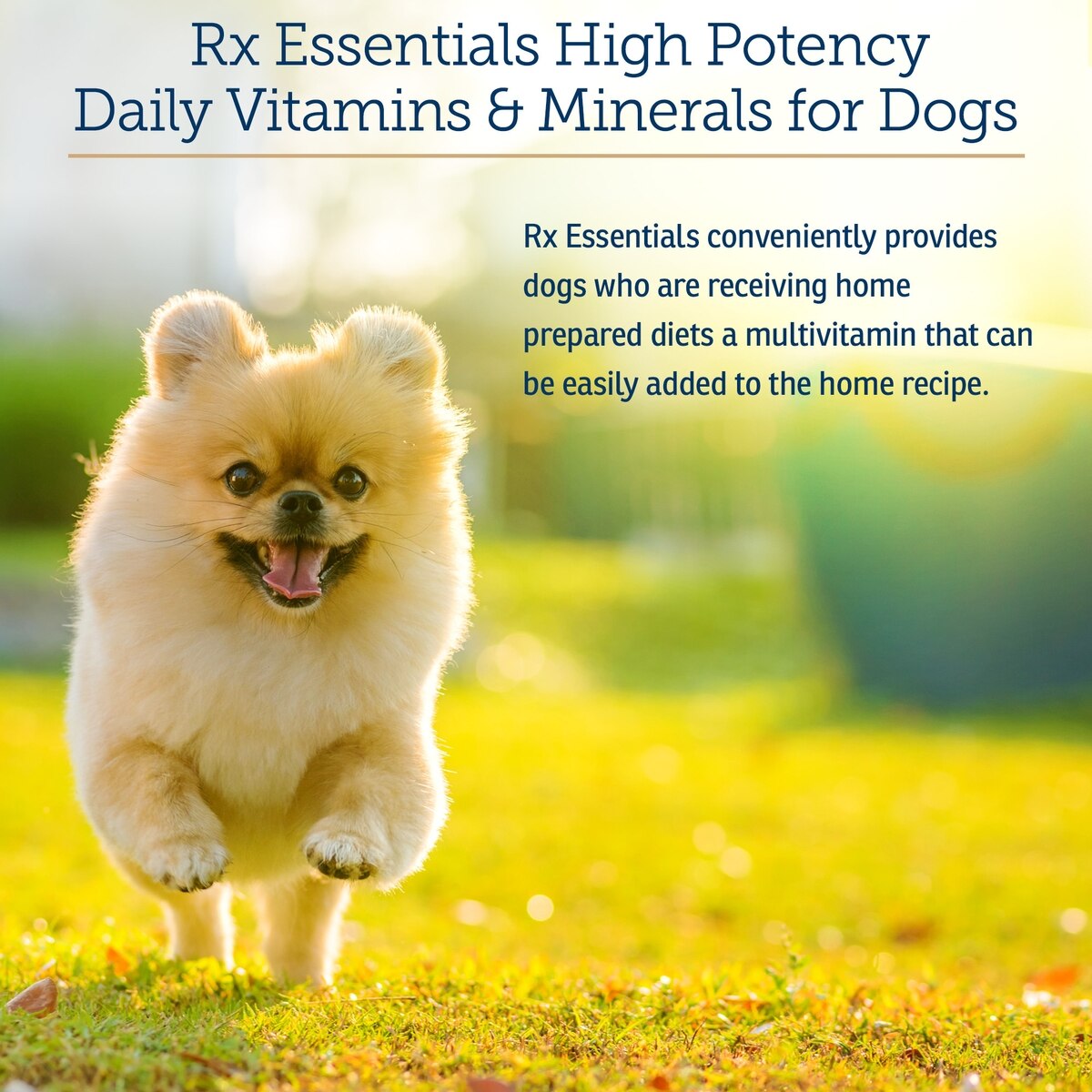 RX VITAMINS Rx Essentials Powder Multivitamin for Dogs, 8-oz