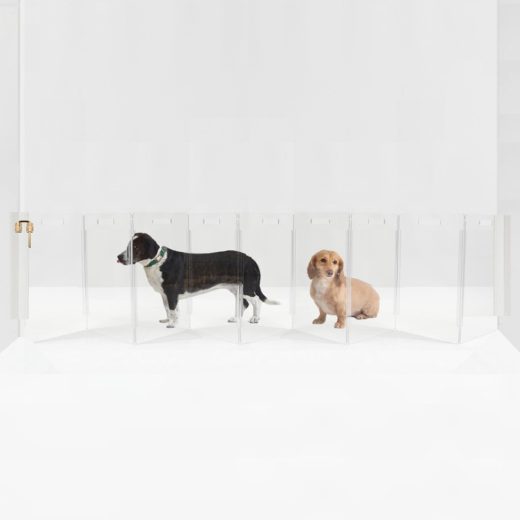 Hiddin Clear Wall Mounted Low Zig Zag Dog Gate, Gold, 10 panel