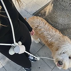 Pistachio Brands Hands-Free Dog Leash, Cream/Silver slide 2 of 2