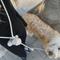 Show in main carousel: Pistachio Brands Hands-Free Dog Leash, Cream/Silver slide 2 of 2