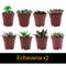 Show in main carousel: ReptiFauna Desert Starter 2-in Pot Live Plant, 6 count slide 3 of 5