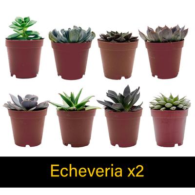 Show full view: ReptiFauna Desert Starter 2-in Pot Live Plant, 6 count slide 3 of 5