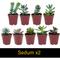 Show in main carousel: ReptiFauna Desert Starter 2-in Pot Live Plant, 6 count slide 4 of 5