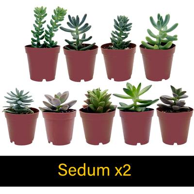 Show full view: ReptiFauna Desert Starter 2-in Pot Live Plant, 6 count slide 4 of 5