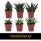 Show in main carousel: ReptiFauna Desert Starter 2-in Pot Live Plant, 6 count slide 5 of 5